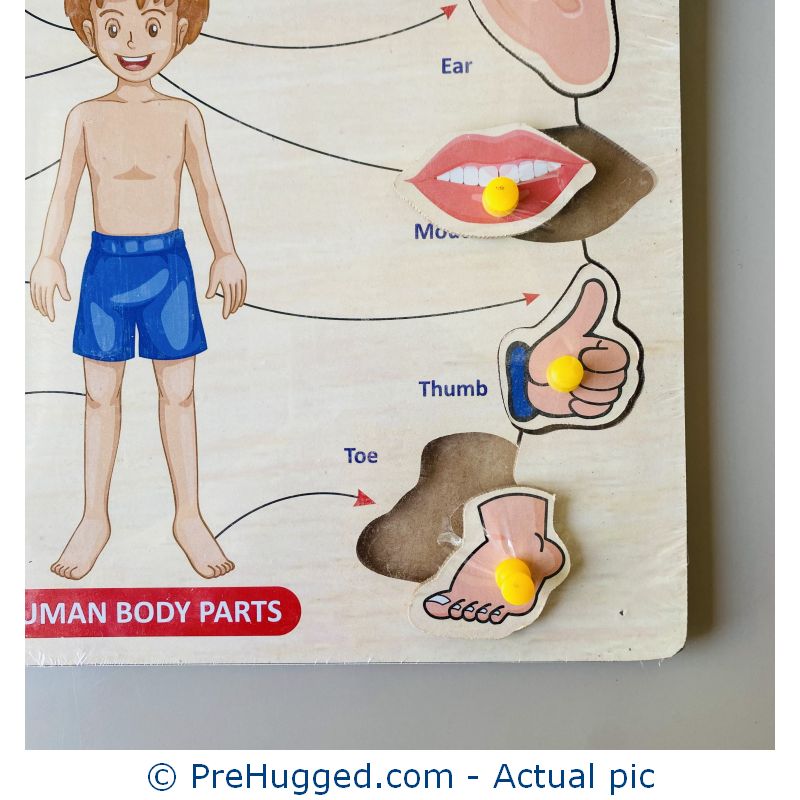 Human-Anatomy-Peg-Puzzle-3